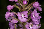 Small purple fringed orchid <BR>Lesser purple fringed orchid